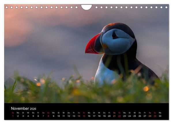 Produktbild: Welt der Papageitaucher (Wandkalender 2026 DIN A4 quer), CALVENDO Monatskalender