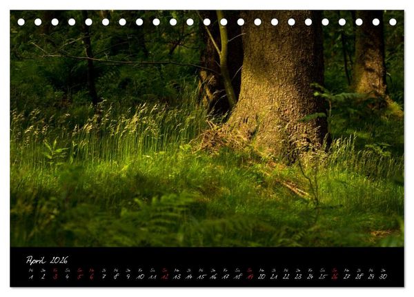 Produktbild: Wald (Tischkalender 2026 DIN A5 quer), CALVENDO Monatskalender