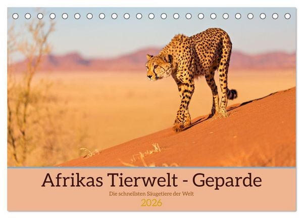 Produktbild: Afrikas Tierwelt - Geparde (Tischkalender 2026 DIN A5 quer), CALVENDO Monatskalender