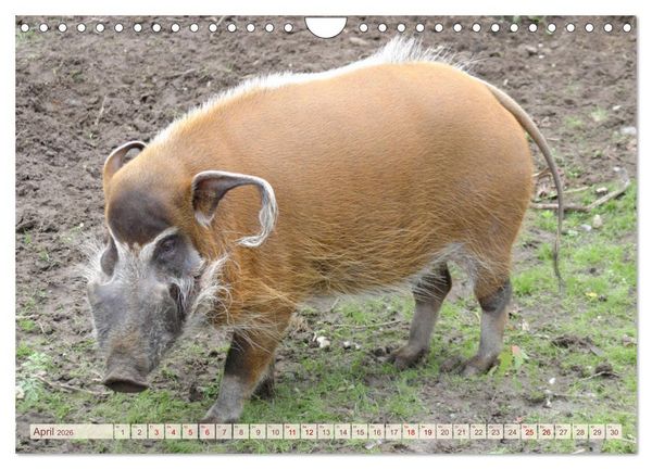 Produktbild: Tierische Schweinerei (Wandkalender 2026 DIN A4 quer), CALVENDO Monatskalender