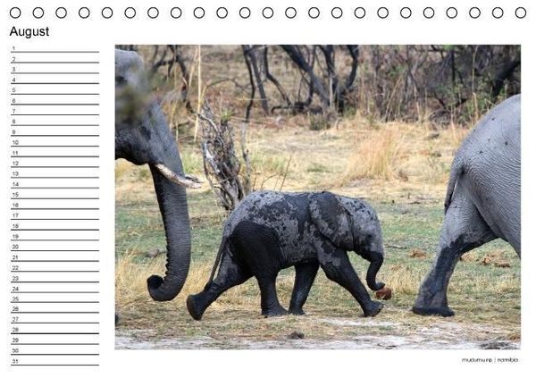 Produktbild: begegnungen - elefanten im s&uuml;dlichen afrika (Tischkalender immerw&auml;hrend DIN A5 quer)