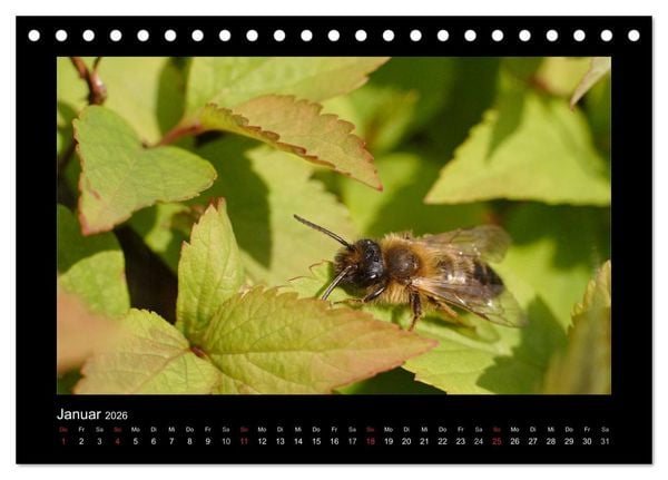 Produktbild: Die Wildbienen Deutschlands (Tischkalender 2026 DIN A5 quer), CALVENDO Monatskalender