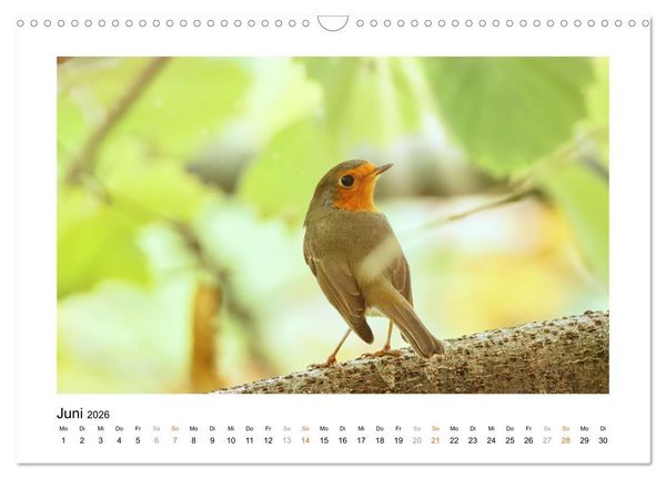 Produktbild: Zauberhafte Rotkehlchen (Wandkalender 2026 DIN A3 quer), CALVENDO Monatskalender