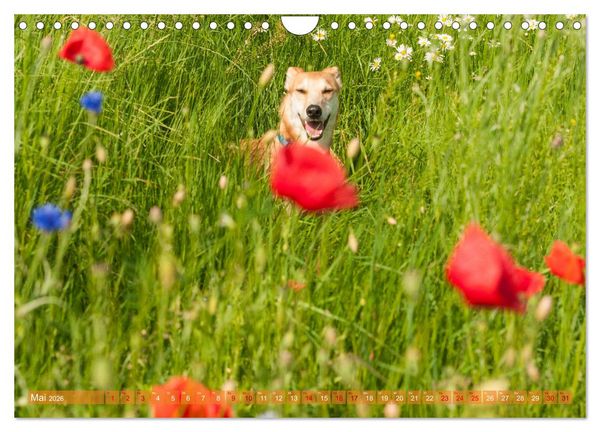 Produktbild: Witziger Windhund - Portugiesischer Galgo (Wandkalender 2026 DIN A4 quer), CALVENDO Monatskalender
