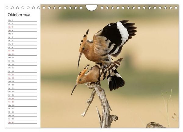 Produktbild: Faszinierendes Bulgarien (Wandkalender 2026 DIN A4 quer), CALVENDO Monatskalender
