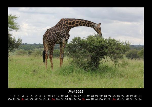 Produktbild: Giraffen 2025 Fotokalender DIN A3