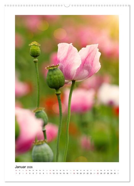 Produktbild: Zauber der Mohnbl&uuml;te (Wandkalender 2026 DIN A2 hoch), CALVENDO Monatskalender
