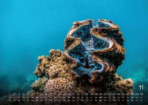 Produktbild: Sealife - verborgene Tiefen - 2027 - Kalender DIN A3