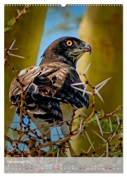 Produktbild: Adler in Afrika (Wandkalender 2027 DIN A2 hoch), CALVENDO Monatskalender