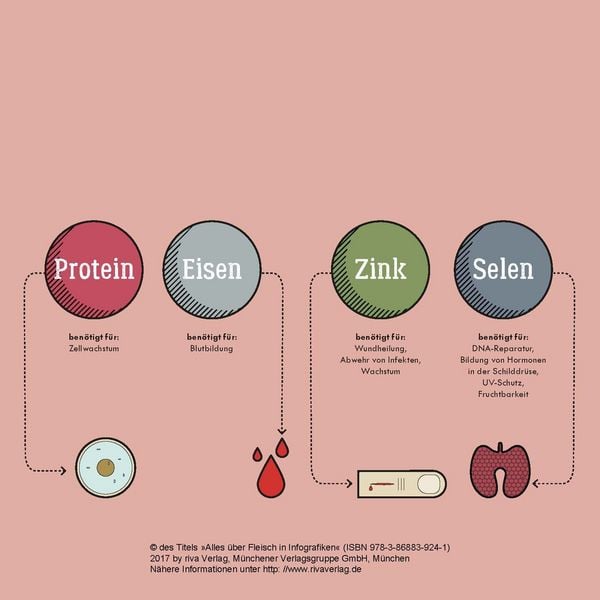 Produktbild: Alles &uuml;ber Fleisch in Infografiken