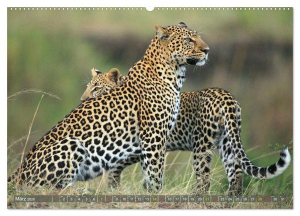Produktbild: L&ouml;wen und Leoparden - Begegnungen in Afrika (Wandkalender 2026 DIN A2 quer), CALVENDO Monatskalender