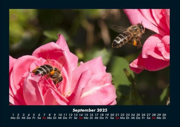 Produktbild: Rosen-Kalender 2025 Fotokalender DIN A4