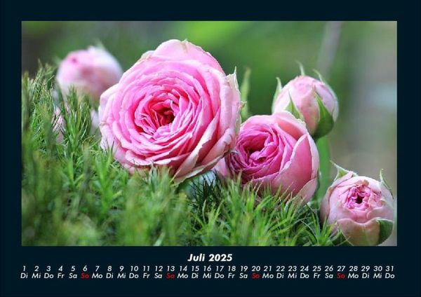 Produktbild: Strahlend sch&ouml;ne Rosen 2025 Fotokalender DIN A4