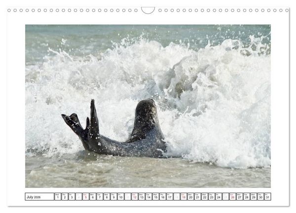 Produktbild: Seals on the Beach (Wall Calendar 2026 DIN A3 landscape), CALVENDO 12 Month Wall Calendar