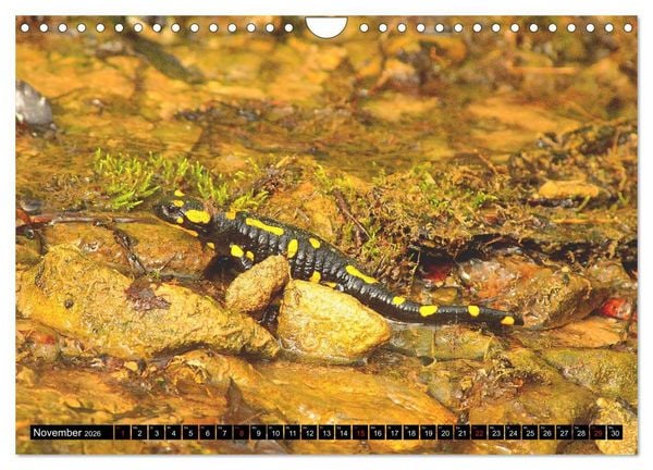 Produktbild: Im Revier der Salamander (Wandkalender 2026 DIN A4 quer), CALVENDO Monatskalender