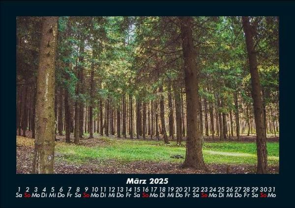 Produktbild: B&auml;ume 2025 Fotokalender DIN A5