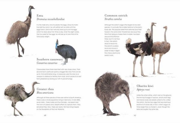 Produktbild: Geheimnisse der Tierwelt