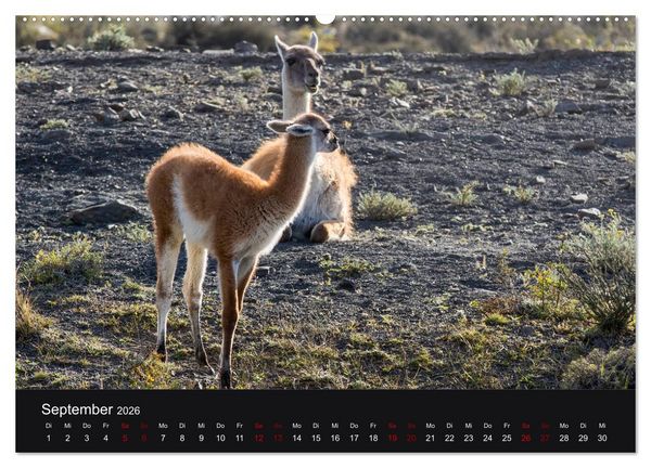 Produktbild: Patagonien - Am Puls der Wildnis (hochwertiger Premium Wandkalender 2026 DIN A2 quer), Kunstdruck in Hochglanz