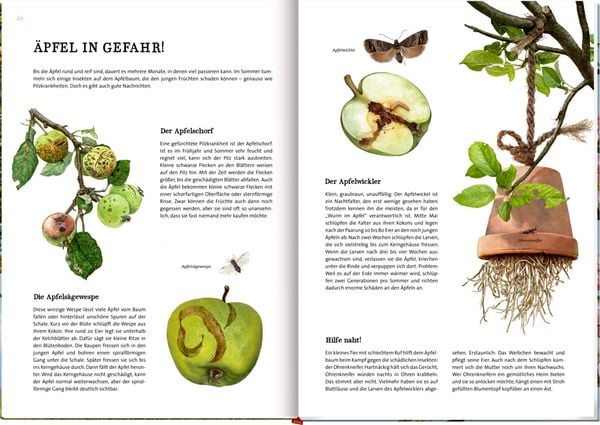 Produktbild: Das gro&szlig;e Buch vom Apfelbaum