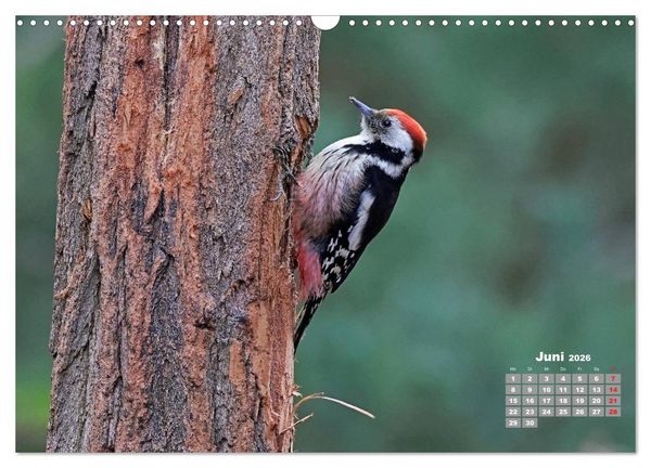 Produktbild: Echte Spechte (Wandkalender 2026 DIN A3 quer), CALVENDO Monatskalender
