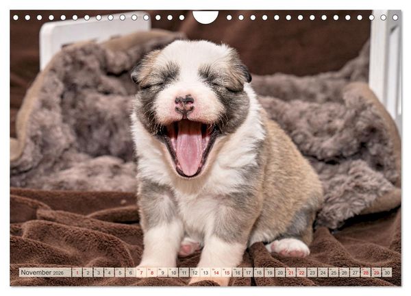 Produktbild: Bezaubernde Islandhundewelpen (Wandkalender 2026 DIN A4 quer), CALVENDO Monatskalender