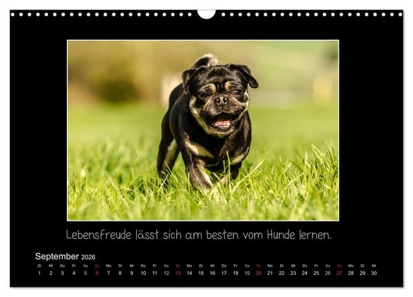 Produktbild: M&ouml;pse 2026 (Wandkalender 2026 DIN A3 quer), CALVENDO Monatskalender