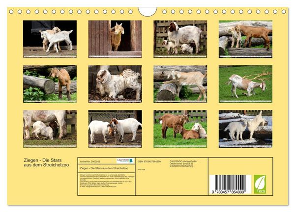Produktbild: Ziegen - Die Stars aus dem Streichelzoo (Wandkalender 2026 DIN A4 quer), CALVENDO Monatskalender