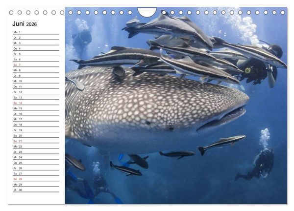 Produktbild: Faszination Tauchen. Neptuns Reich (Wandkalender 2026 DIN A4 quer), CALVENDO Monatskalender