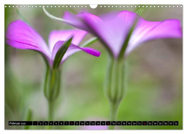 Produktbild: BLUMEN Zauber der Farben und Formen (Wandkalender 2026 DIN A3 quer), CALVENDO Monatskalender