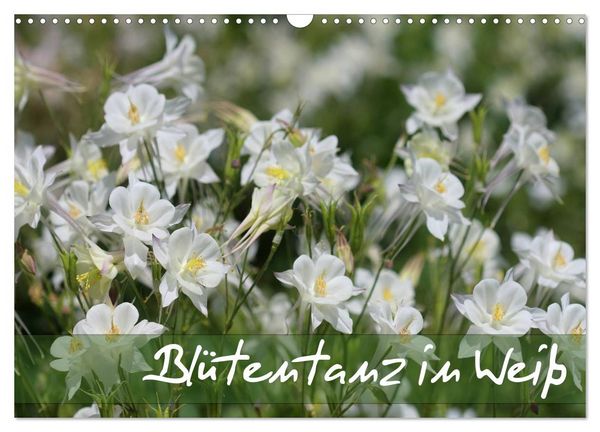 Produktbild: Bl&uuml;tentanz in Wei&szlig; (Wandkalender 2026 DIN A3 quer), CALVENDO Monatskalender