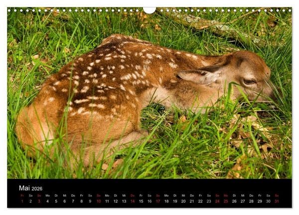 Produktbild: Der Rothirsch, K&ouml;nig der W&auml;lder (Wandkalender 2026 DIN A3 quer), CALVENDO Monatskalender