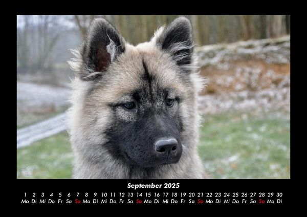 Produktbild: Hundezauber 2025 Fotokalender DIN A3