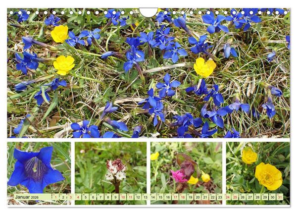 Produktbild: Bl&uuml;tenmeer am Wegesrand (Wandkalender 2026 DIN A4 quer), CALVENDO Monatskalender