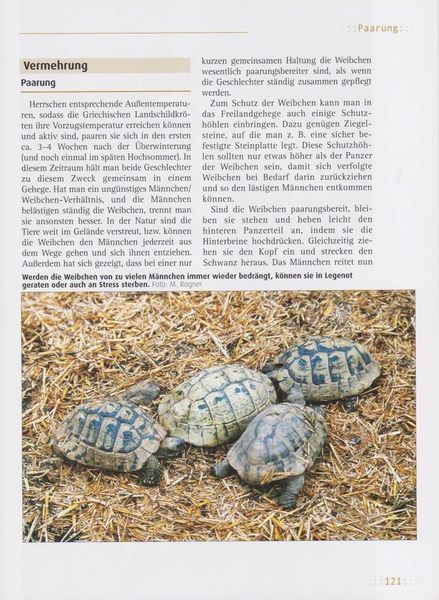 Produktbild: Griechische Landschildkr&ouml;ten