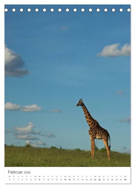 Produktbild: Giraffen - Die Grazien in Afrikas Savannen (Tischkalender 2026 DIN A5 hoch), CALVENDO Monatskalender