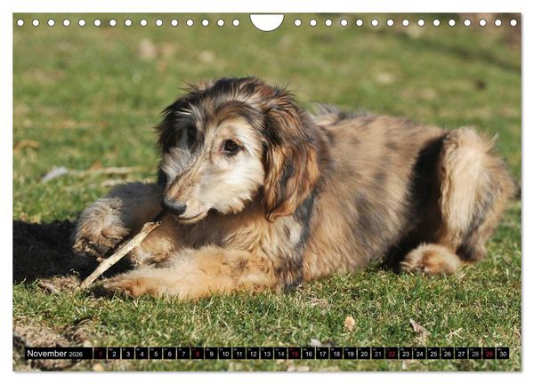 Produktbild: Kinder des Windes - Afghanischer Windhund (Wandkalender 2026 DIN A4 quer), CALVENDO Monatskalender