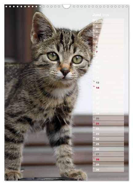 Produktbild: Hauskatzen (Wandkalender 2026 DIN A3 hoch), CALVENDO Monatskalender