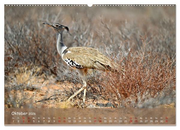 Produktbild: Kgalagadi - Fauna und Wildtiere in der Kalahari (hochwertiger Premium Wandkalender 2026 DIN A2 quer), Kunstdruck in Hochglanz