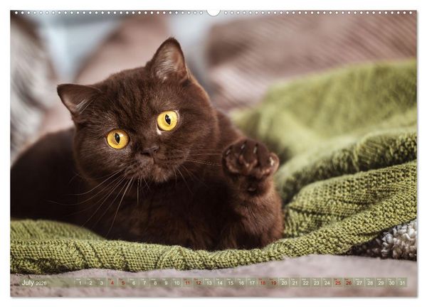 Produktbild: Rare British Shorthair cats (High Quality Premium Wall Calendar 2026 DIN A2 landscape),CALVENDO 12 Month Wall Calendar