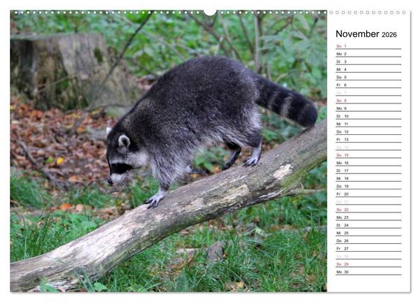 Produktbild: Der kleine R&auml;uber mit Maske - Waschb&auml;ren (Wandkalender 2026 DIN A2 quer), CALVENDO Monatskalender