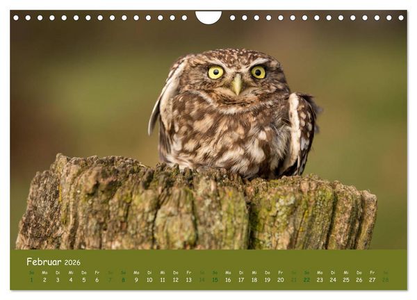 Produktbild: Steink&auml;uze (Athene noctua) (Wandkalender 2026 DIN A4 quer), CALVENDO Monatskalender