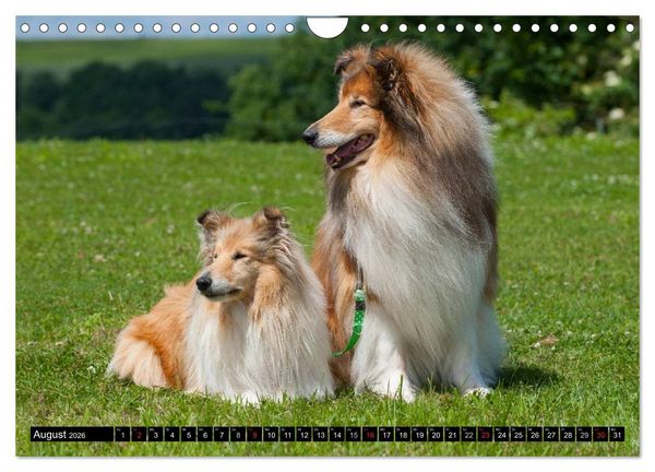 Produktbild: Collie - Mein bester Freund (Wandkalender 2026 DIN A4 quer), CALVENDO Monatskalender