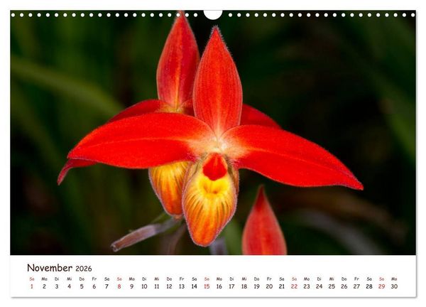 Produktbild: Orchideenzauber (Wandkalender 2026 DIN A3 quer), CALVENDO Monatskalender