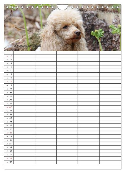 Produktbild: Der Pudel-Familienplaner (Wandkalender 2026 DIN A4 hoch), CALVENDO Monatskalender