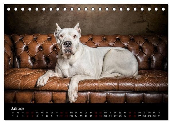 Produktbild: DOGO ARGENTINO (Tischkalender 2026 DIN A5 quer), CALVENDO Monatskalender