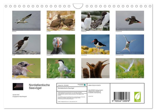 Produktbild: Nordatlantische Seev&ouml;gel (Wandkalender 2026 DIN A4 quer), CALVENDO Monatskalender