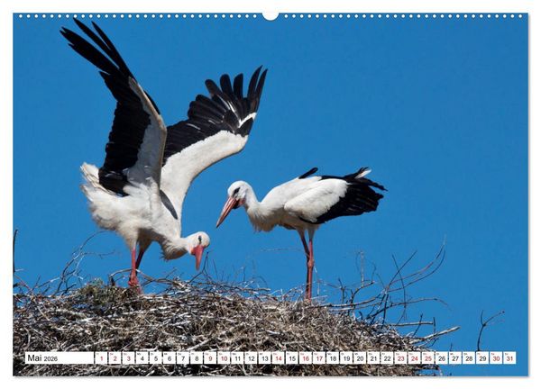Produktbild: Sch&ouml;nheiten im Federkleid - Heimische Wildv&ouml;gel im Portrait (Wandkalender 2026 DIN A2 quer), CALVENDO Monatskalender