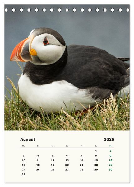 Produktbild: Papageientaucher in Island (Tischkalender 2026 DIN A5 hoch), CALVENDO Monatskalender