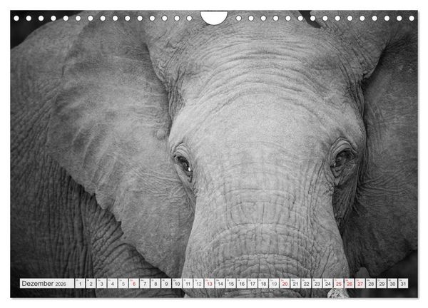 Produktbild: Emotionale Momente: Elefanten in black & white (Wandkalender 2026 DIN A4 quer), CALVENDO Monatskalender