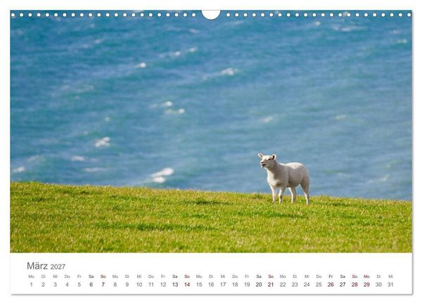 Produktbild: Schafe - Weich und wollig (Wandkalender 2027 DIN A3 quer), CALVENDO Monatskalender